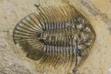 Spiny Scabriscutellum Trilobite With Bite - Foum Zguid, Morocco #171024-2